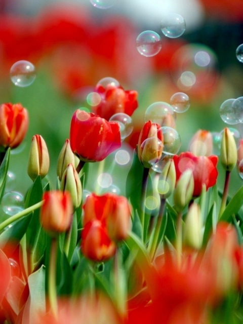 Fondo de pantalla Red Tulips And Bubbles 480x640