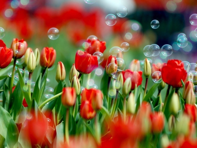 Fondo de pantalla Red Tulips And Bubbles 640x480