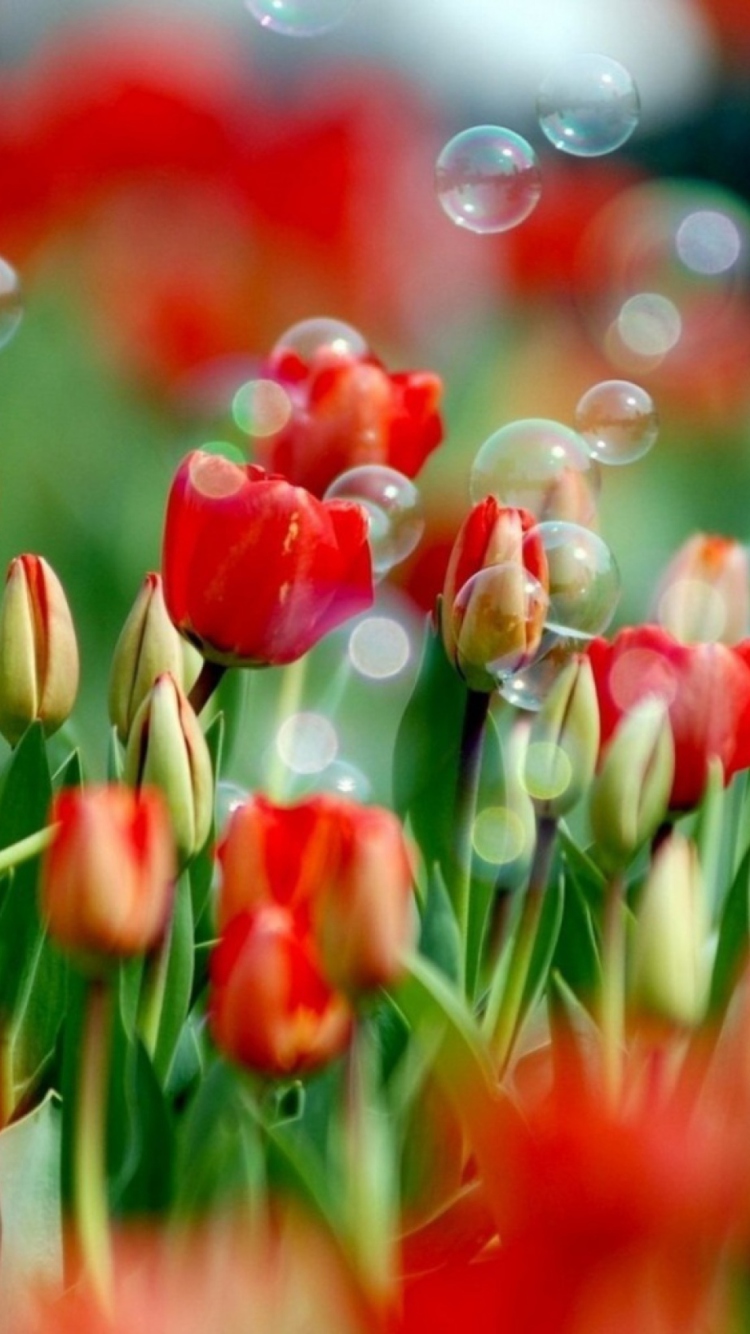 Sfondi Red Tulips And Bubbles 750x1334
