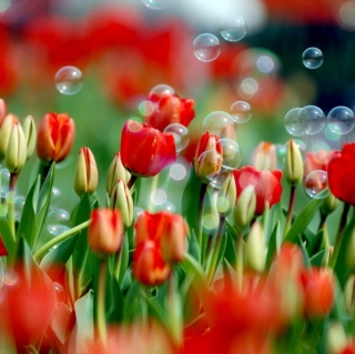 Kostenloses Red Tulips And Bubbles Wallpaper für 1024x1024