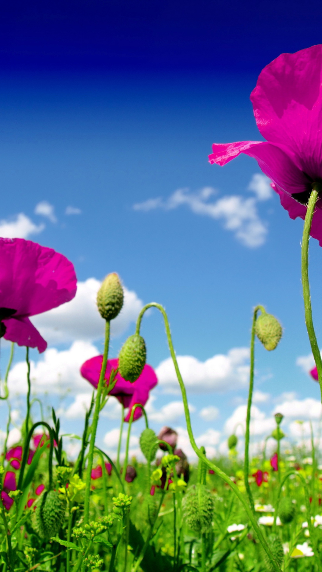 Обои Poppy Field 1080x1920