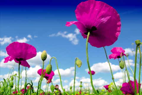 Screenshot №1 pro téma Poppy Field 480x320