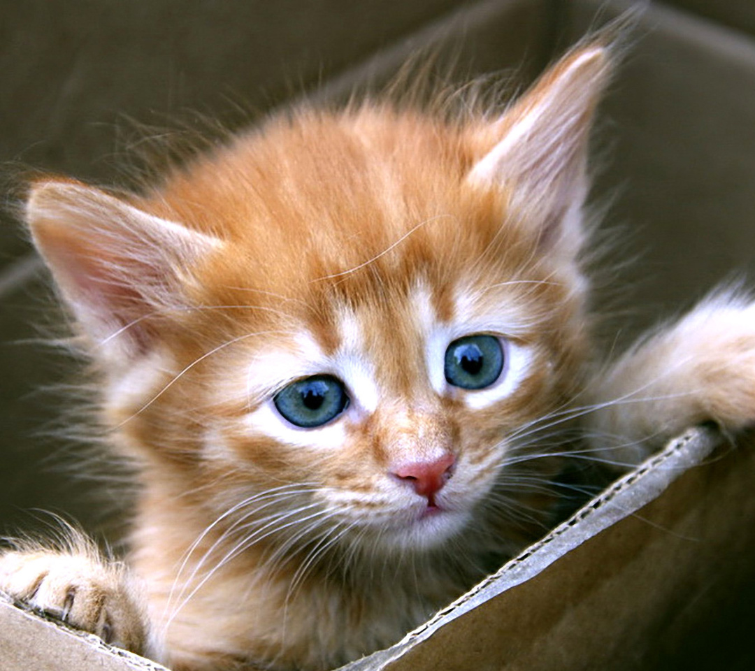 Uber Kittens wallpaper 1080x960