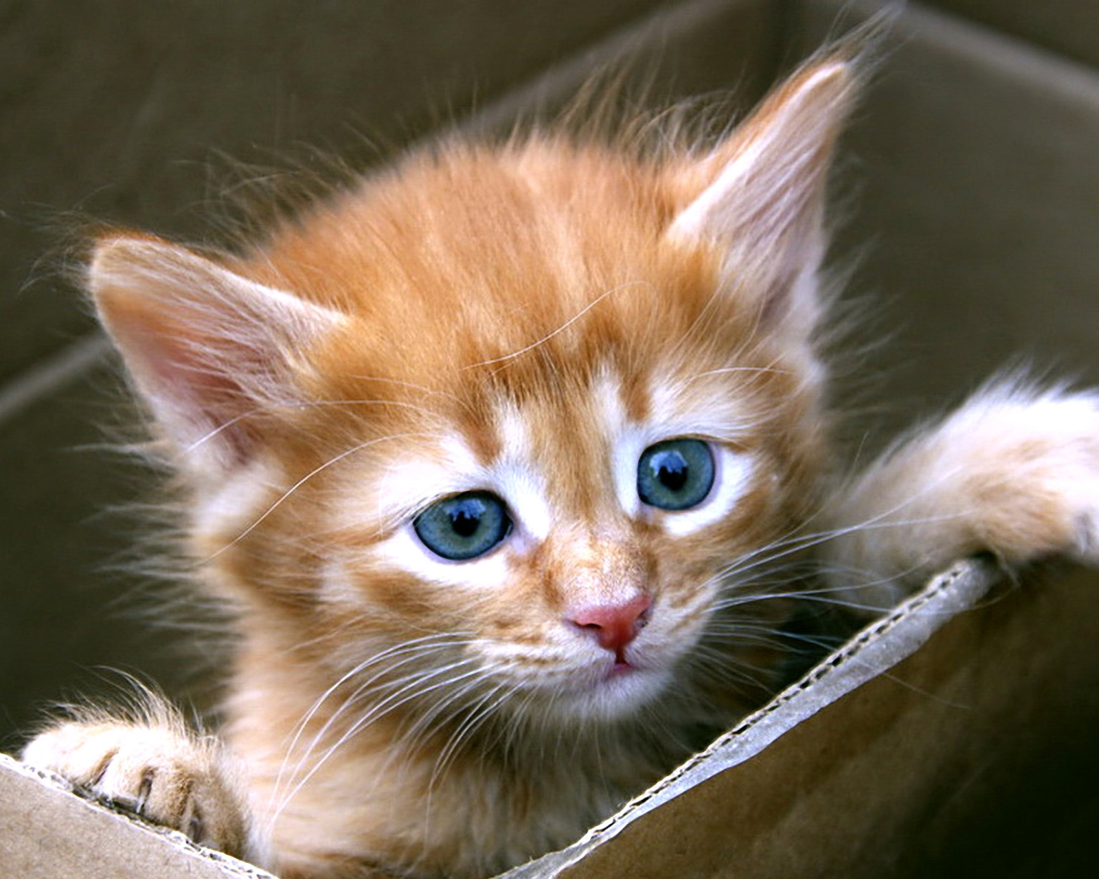 Uber Kittens wallpaper 1600x1280