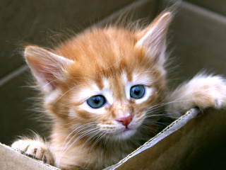 Das Uber Kittens Wallpaper 320x240