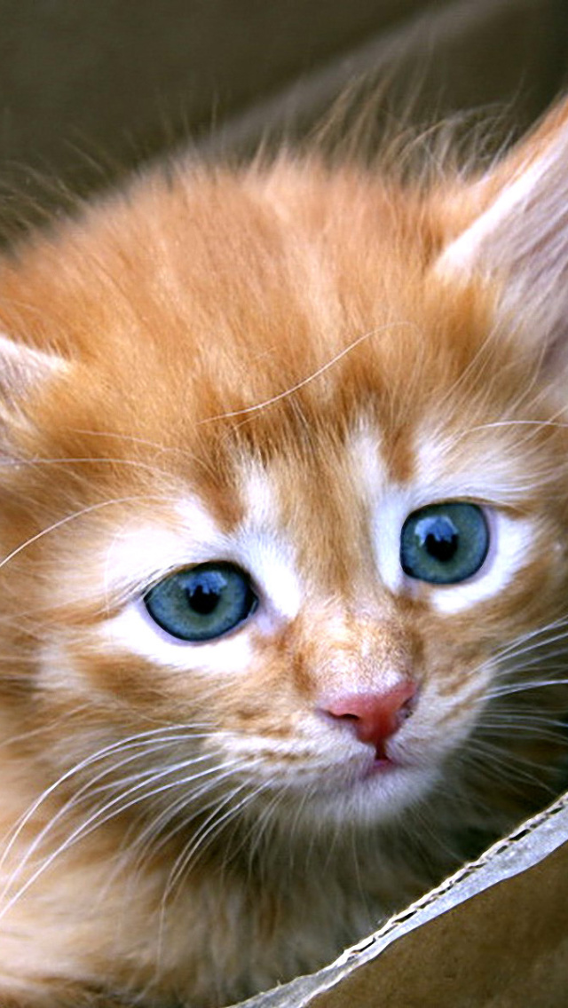 Uber Kittens screenshot #1 640x1136