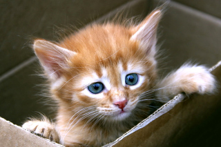 Uber Kittens Wallpaper for Android, iPhone and iPad