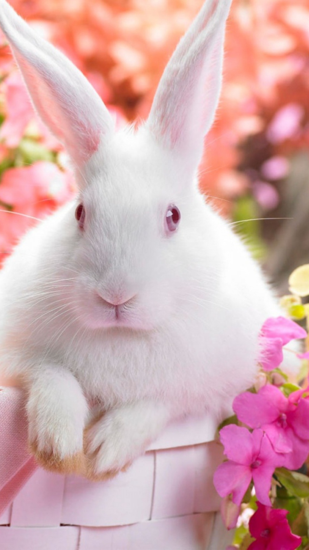 Spring Rabbit wallpaper 1080x1920
