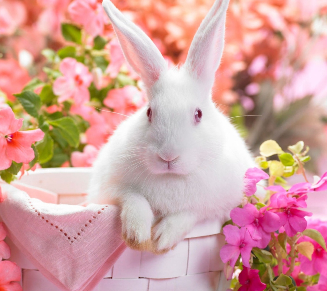 Fondo de pantalla Spring Rabbit 1080x960