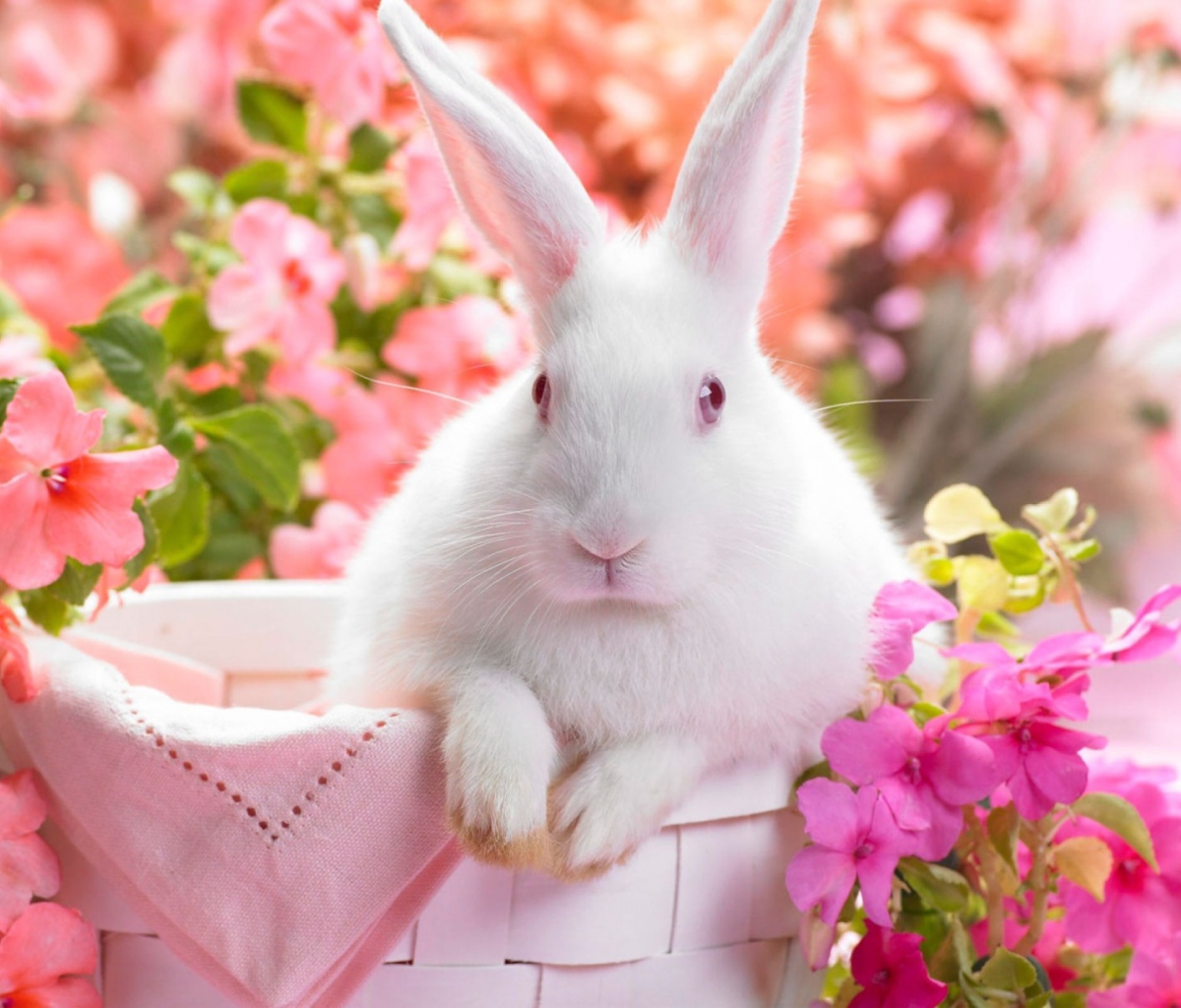 Spring Rabbit screenshot #1 1200x1024