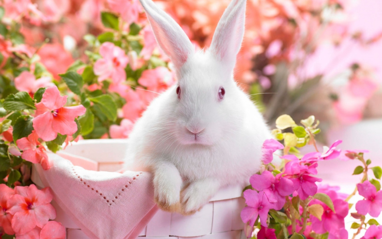 Spring Rabbit wallpaper 1280x800