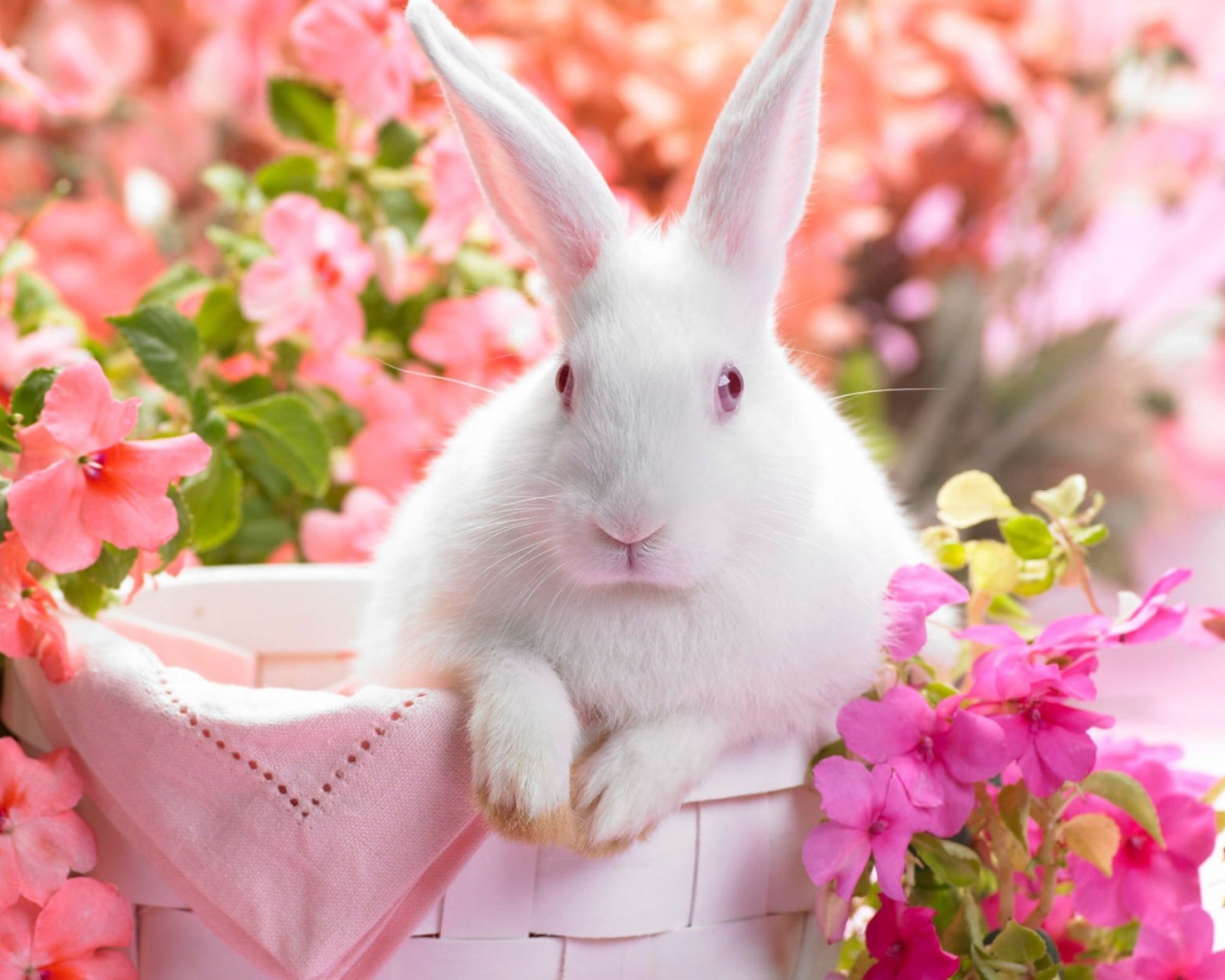 Das Spring Rabbit Wallpaper 1600x1280