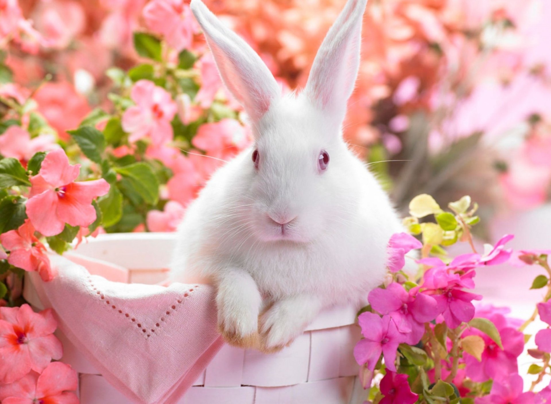 Fondo de pantalla Spring Rabbit 1920x1408