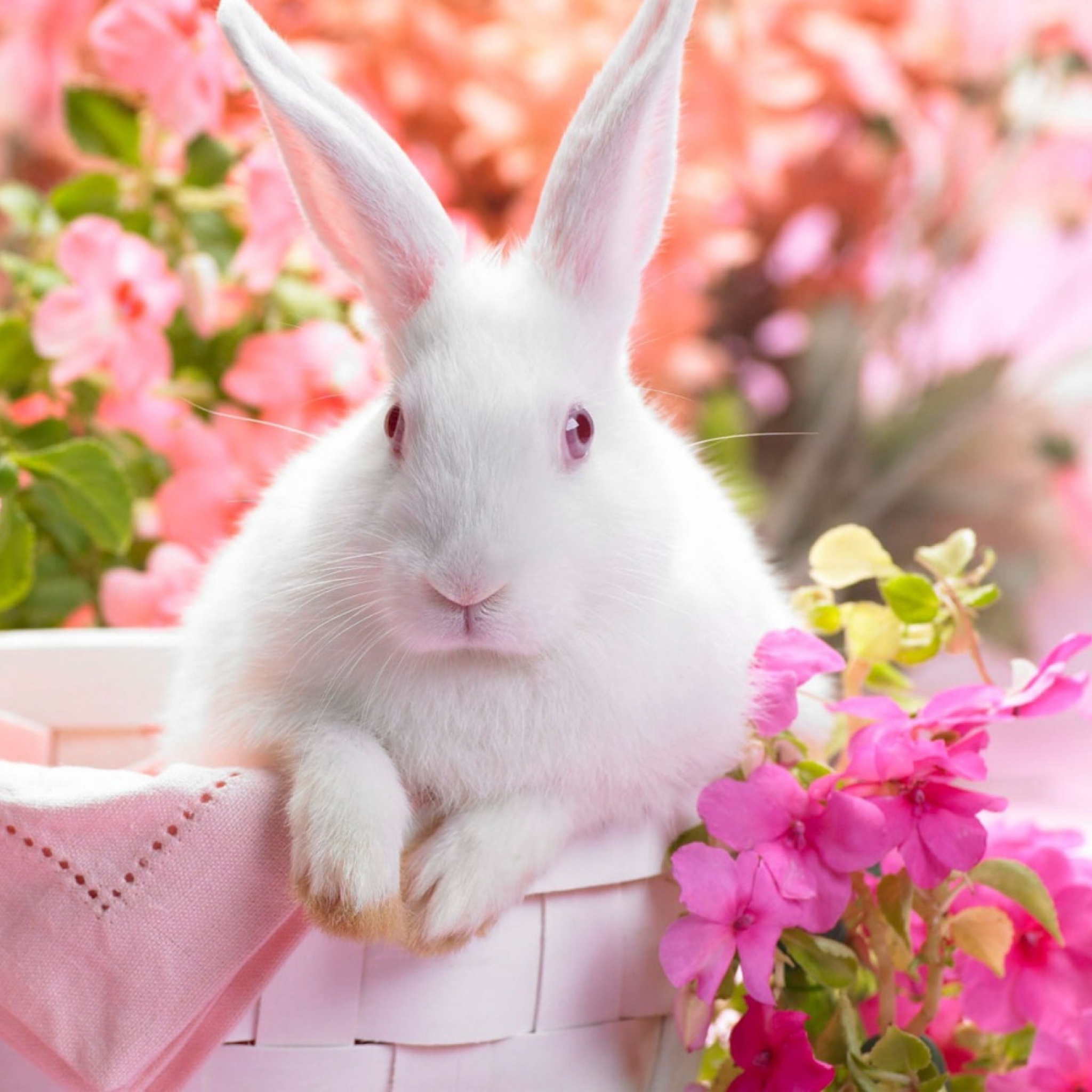 Spring Rabbit wallpaper 2048x2048