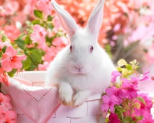 Sfondi Spring Rabbit 220x176