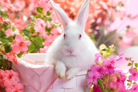 Spring Rabbit wallpaper 480x320