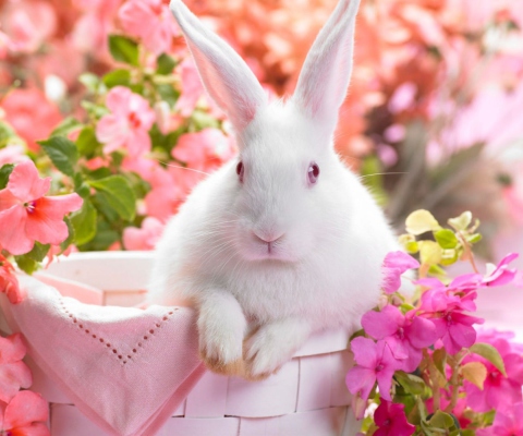 Fondo de pantalla Spring Rabbit 480x400