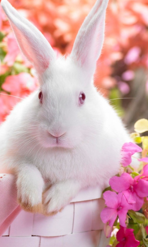 Das Spring Rabbit Wallpaper 480x800