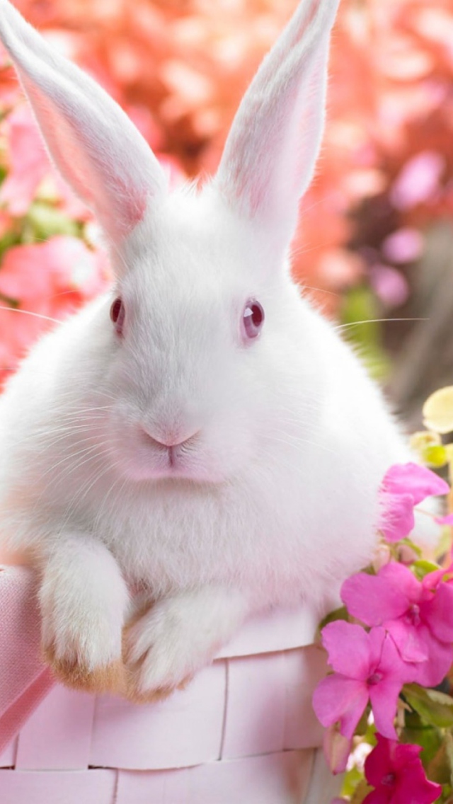 Spring Rabbit wallpaper 640x1136