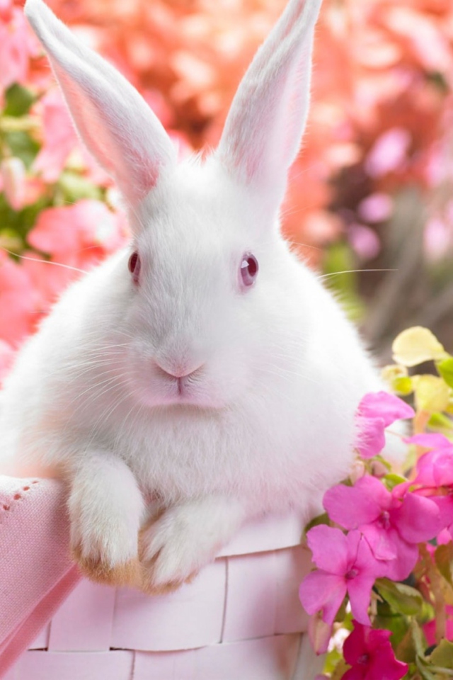 Spring Rabbit wallpaper 640x960