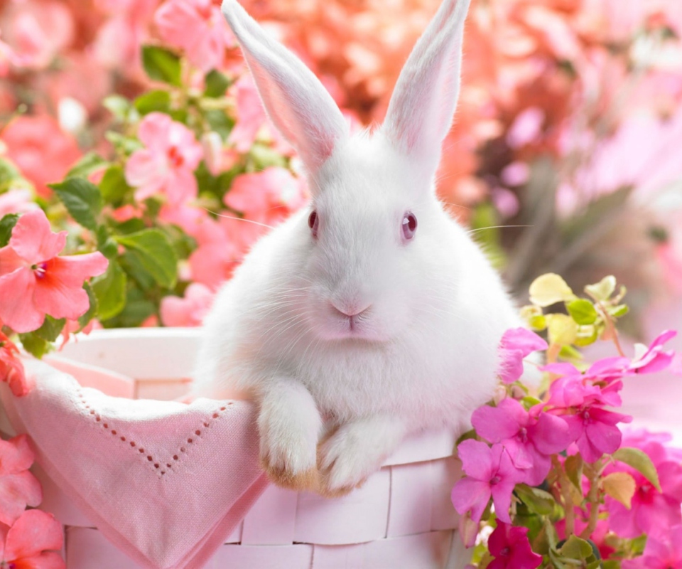 Spring Rabbit wallpaper 960x800