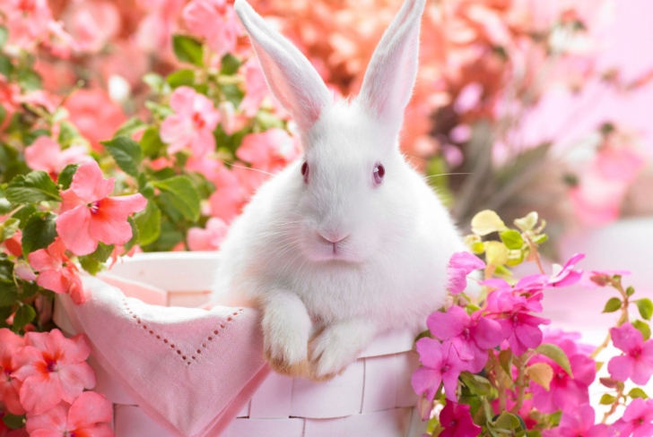 Fondo de pantalla Spring Rabbit