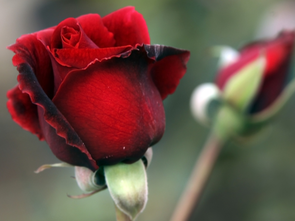 Das Gorgeous Red Rose Wallpaper 1024x768
