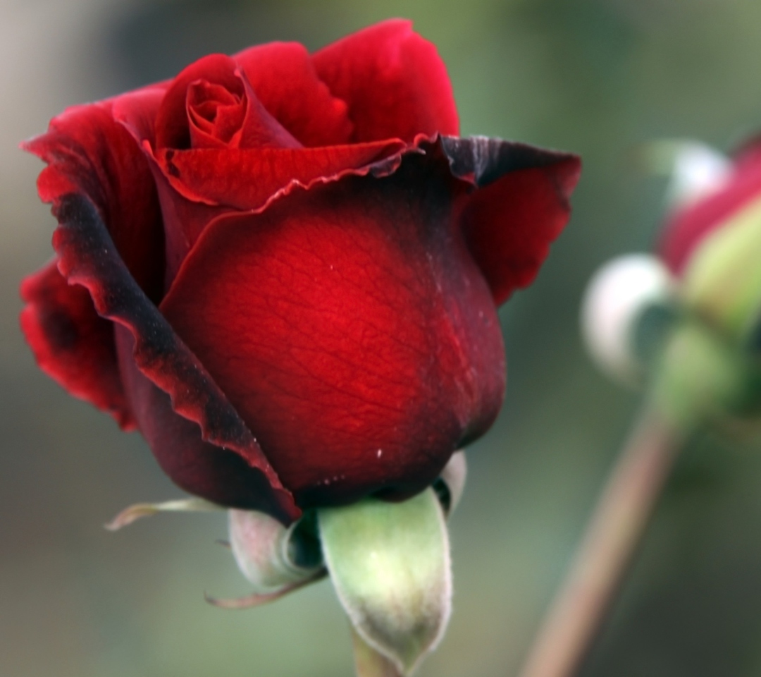Das Gorgeous Red Rose Wallpaper 1080x960