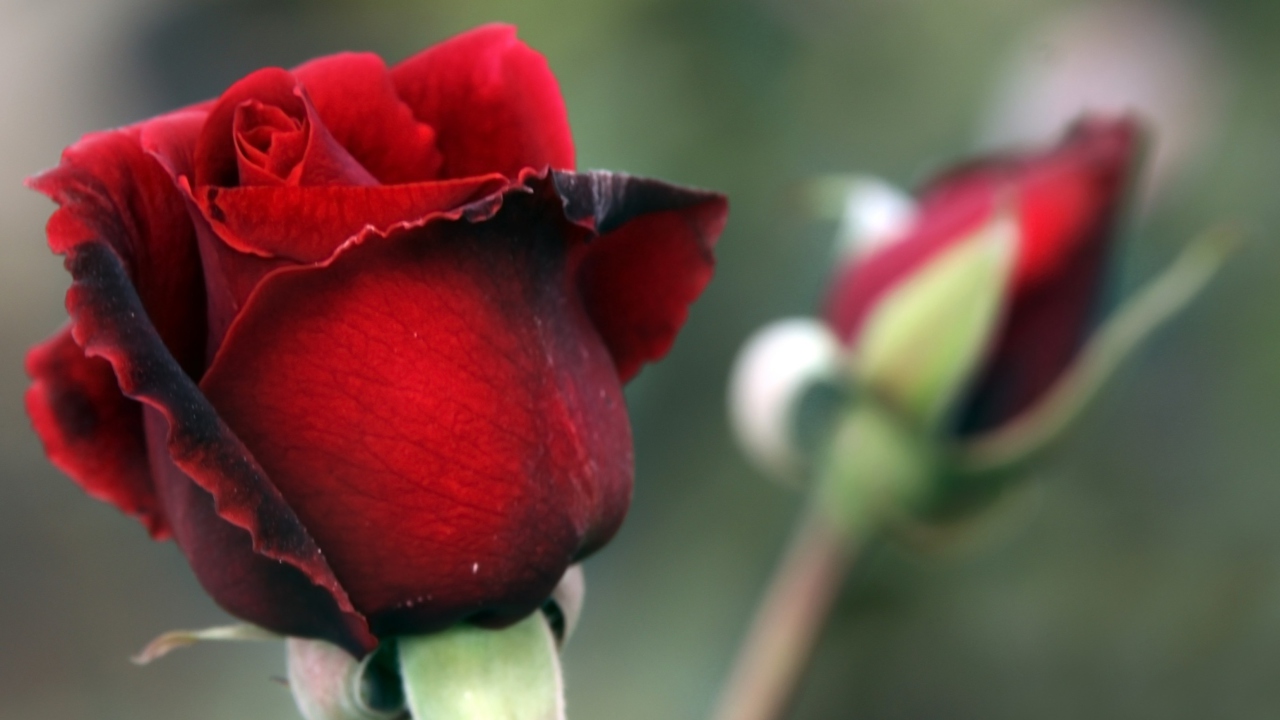 Gorgeous Red Rose wallpaper 1280x720