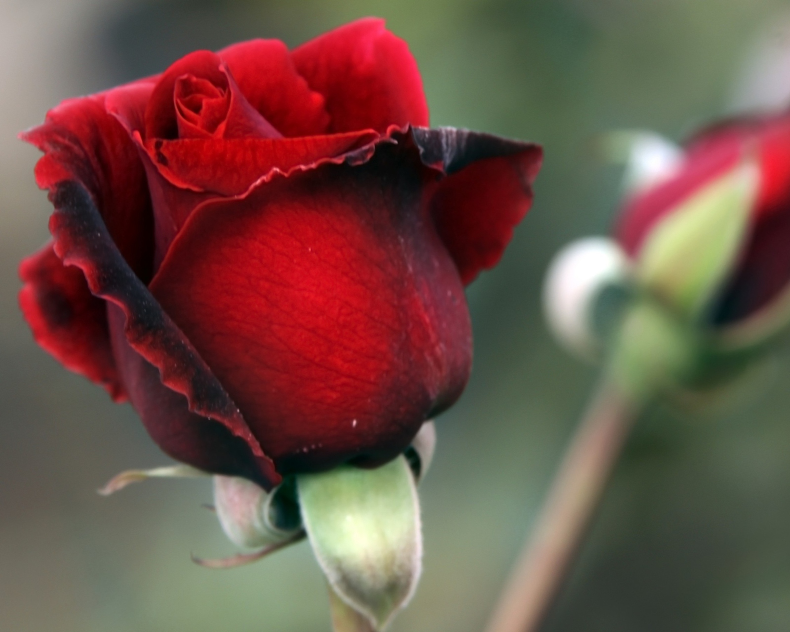 Обои Gorgeous Red Rose 1600x1280