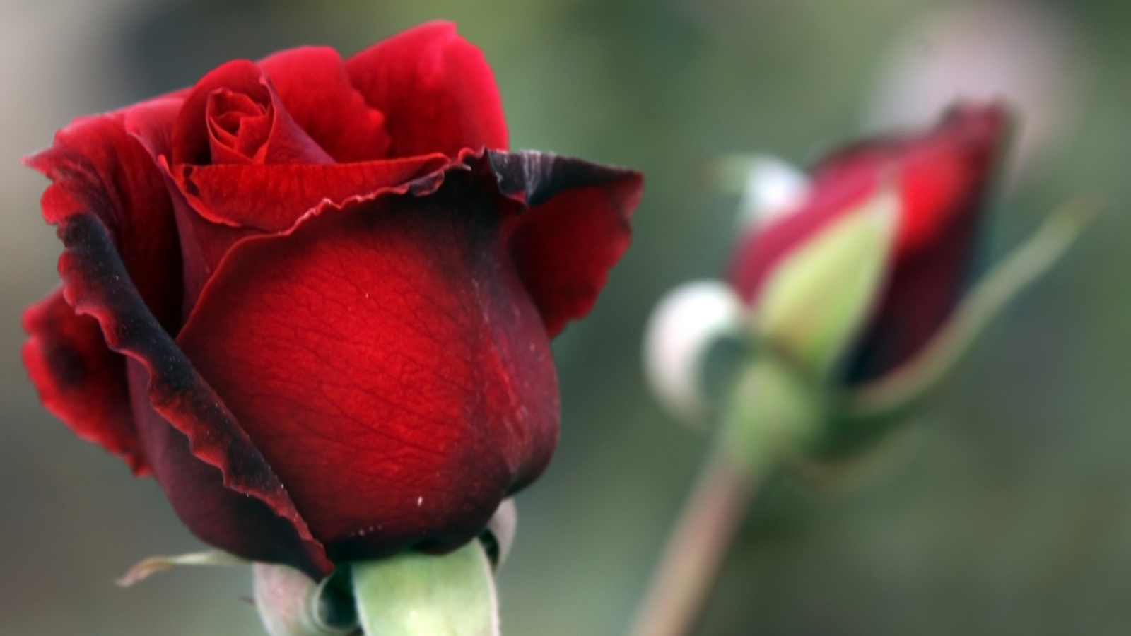 Fondo de pantalla Gorgeous Red Rose 1600x900