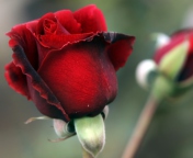 Gorgeous Red Rose wallpaper 176x144