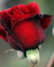 Gorgeous Red Rose wallpaper 176x220