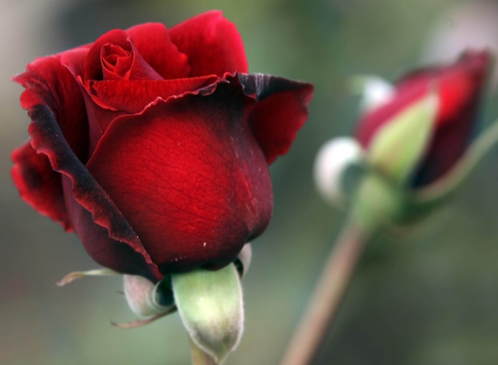 Gorgeous Red Rose wallpaper 1920x1408