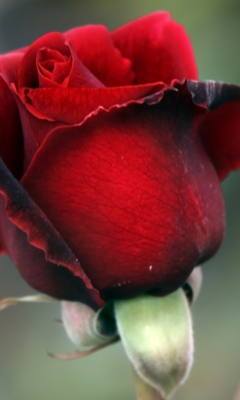Gorgeous Red Rose wallpaper 240x400
