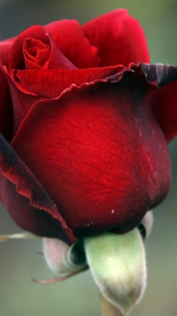 Gorgeous Red Rose wallpaper 360x640