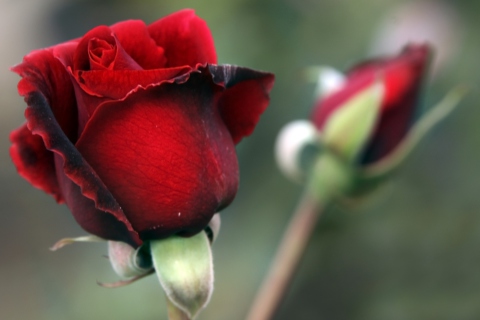 Das Gorgeous Red Rose Wallpaper 480x320