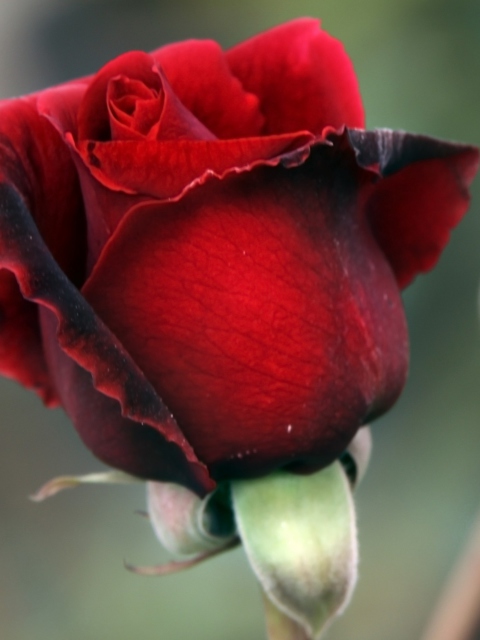 Sfondi Gorgeous Red Rose 480x640