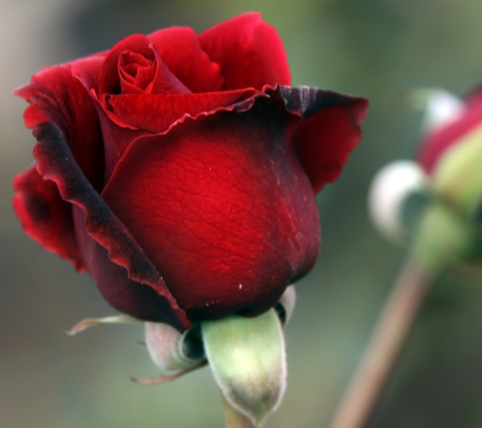 Обои Gorgeous Red Rose 960x854