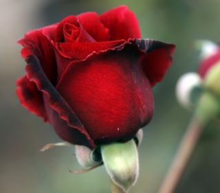 Gorgeous Red Rose sfondi gratuiti per 2048x2048