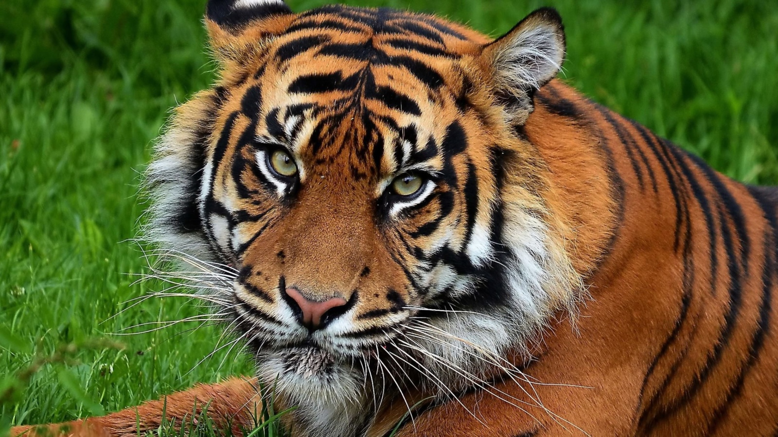 South China Tiger screenshot #1 1600x900