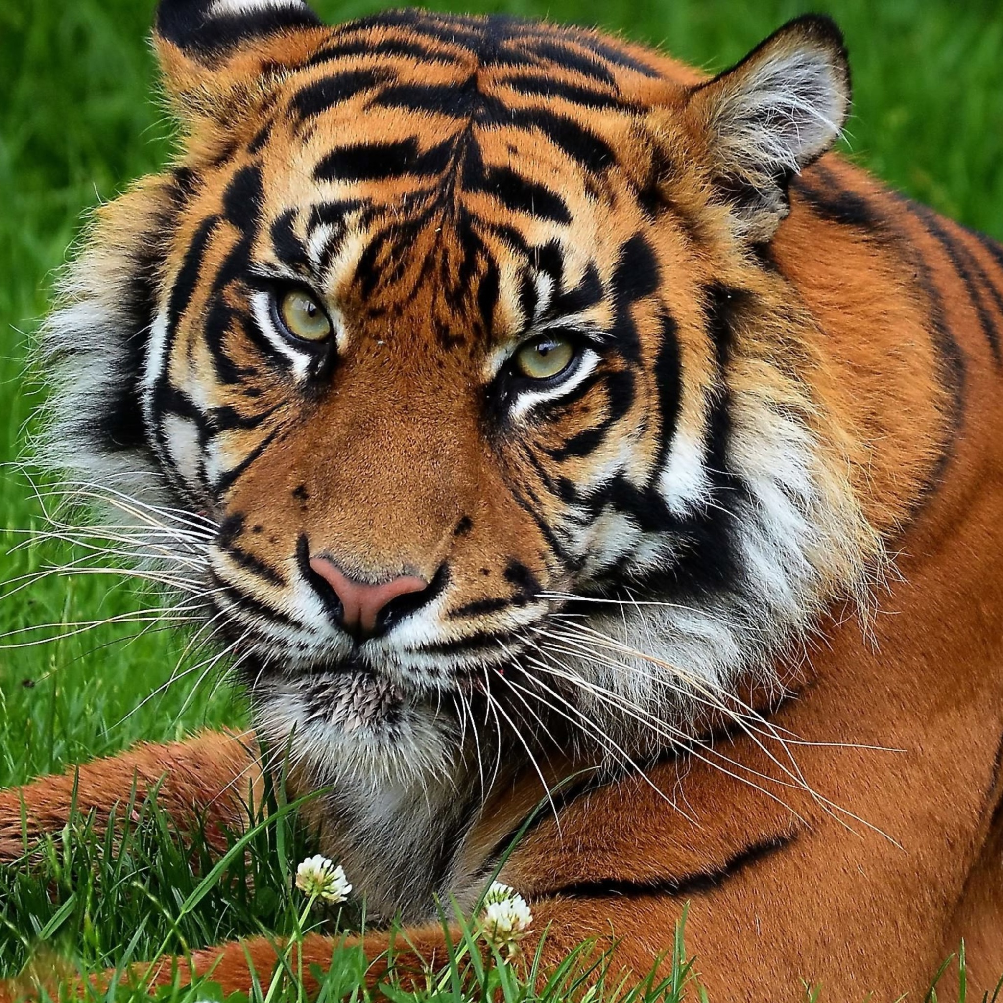 South China Tiger wallpaper 2048x2048