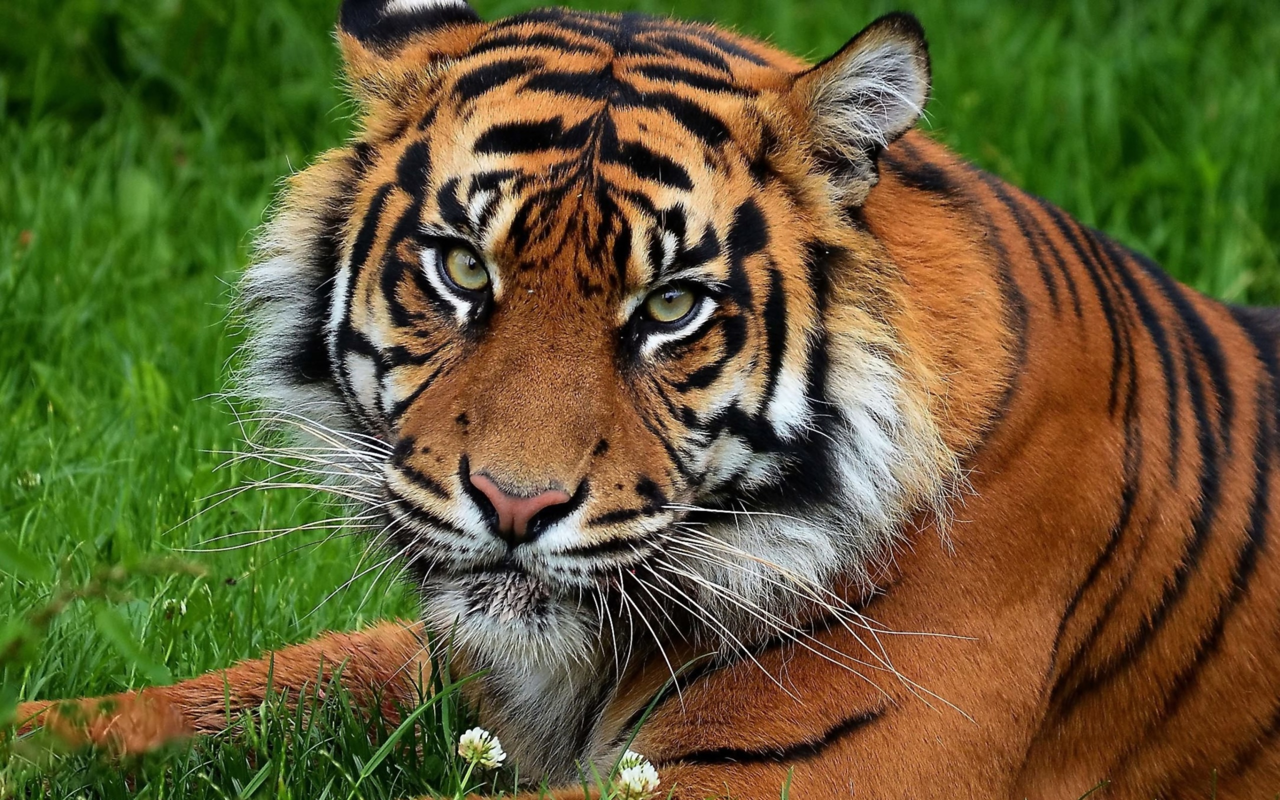Sfondi South China Tiger 2560x1600