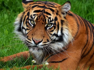 South China Tiger screenshot #1 320x240
