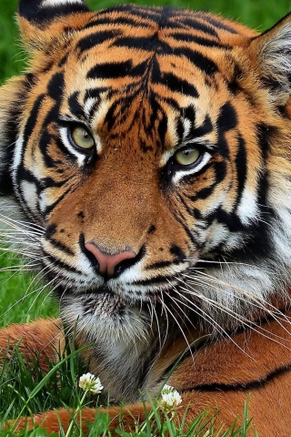 South China Tiger screenshot #1 320x480