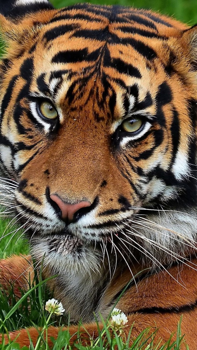 Das South China Tiger Wallpaper 640x1136