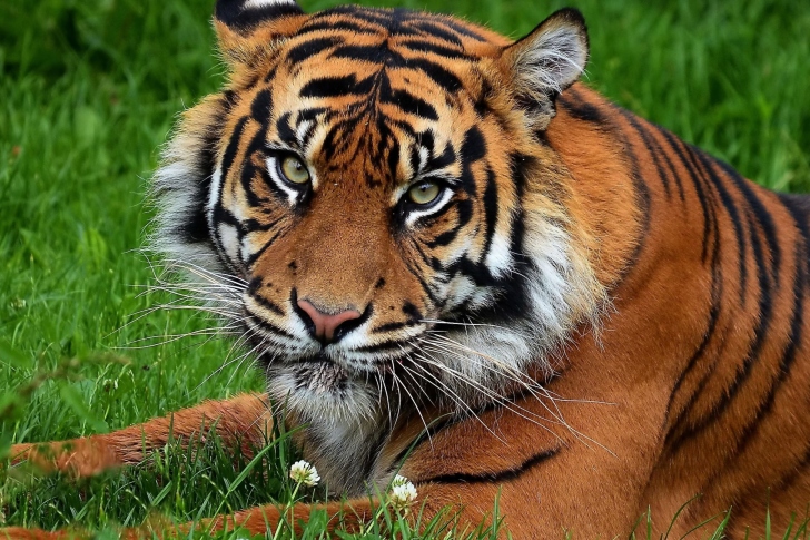 Fondo de pantalla South China Tiger