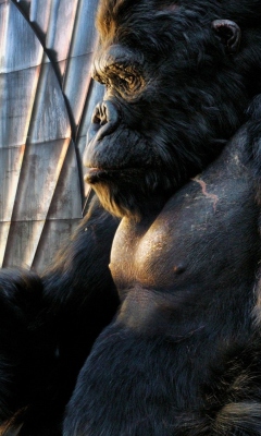 Screenshot №1 pro téma King Kong Film 240x400