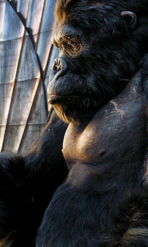 Fondo de pantalla King Kong Film 480x800