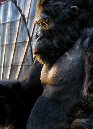 King Kong Film - Fondos de pantalla gratis para Nokia C5-06